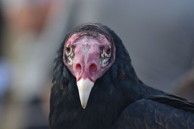 Close-up portrait of turkey