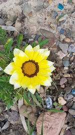 High angle view of yellow flower on stone wall