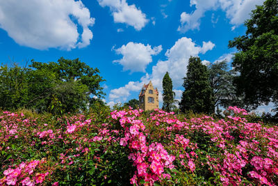 Pink flowering plants and trees by building against sky