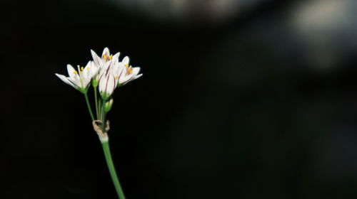 Close-up of white flowers