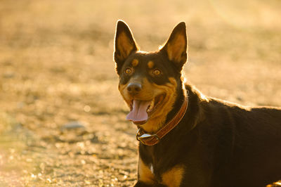 Close-up of australian kelpie sticking out tongue in sunny day on field
