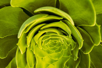 Full frame shot of green plant