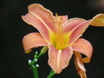 Close-up of day lily against black background