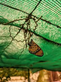 Close-up of butterfly