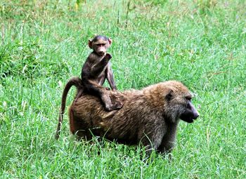 Monkey sitting on grass