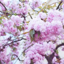 Low angle view of pink flowers