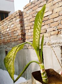 Close-up of potted plant against wall