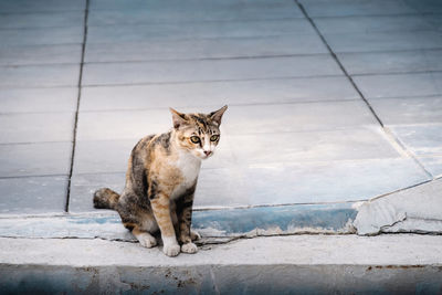 Portrait of cat sitting on footpath