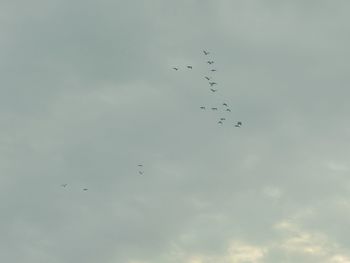 Birds flying in sky