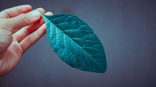 Cropped hand holding leaf