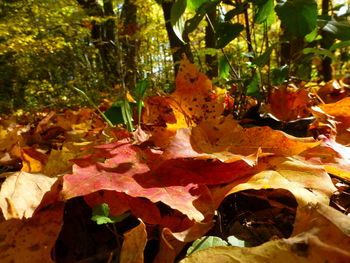 Close-up of autumn leaves