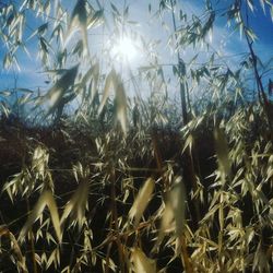 Close-up of plants growing on field against sky