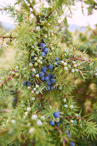 Close-up of berries growing on tree