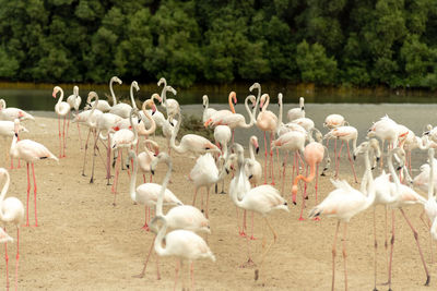 Flock of birds in the lake