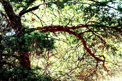Low angle view of trees in forest