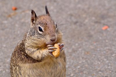 Close-up of squirrel eating fruit