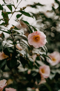 Close-up of flowering plant