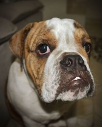 Close-up portrait of dog