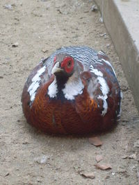 High angle view of bird on sand