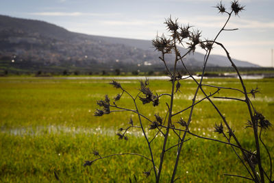 Plants on field against sky