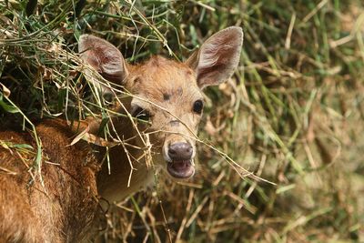 Close-up of deer on field