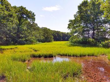 Scenic view of grassy field by lake against sky