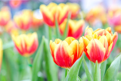 Close-up of tulips blooming outdoors