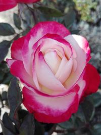 Close-up of pink rose