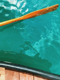 High angle view of fish swimming in pool