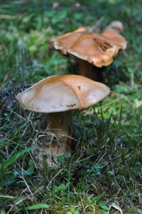 Close-up of mushroom on field