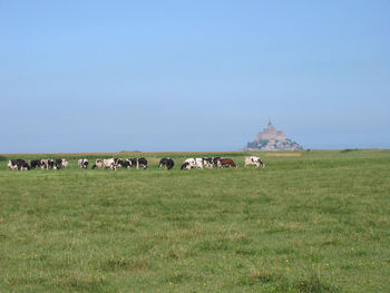 Horses grazing in field