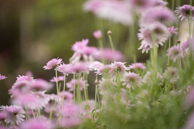 Close-up of pink flowering plants on field