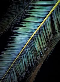 Close-up of palm leaves