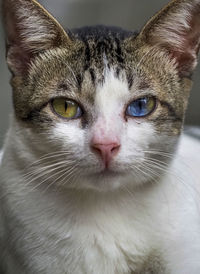 Close-up portrait of a cat