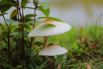 Close-up of mushroom growing on field