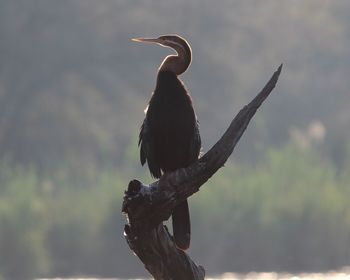 Low angle view of bird perching on branch