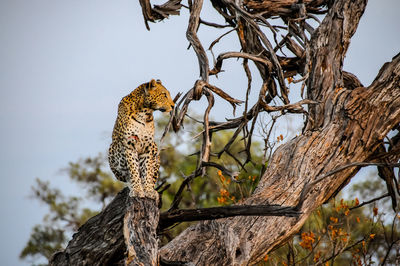 Low angle view of giraffe tree against sky