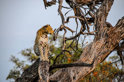 Leopard on tree against sky