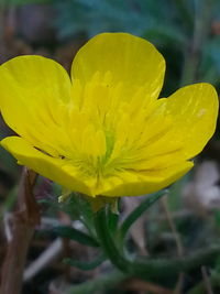 Close-up of yellow flower