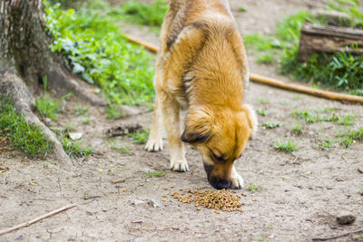 Ginger street dog and dog food, dry dog food, eating scene