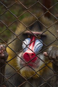 Close-up of monkey in cage at zoo