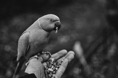 Parakeet perched on a hand eating nuts