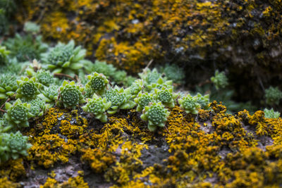 Succulent close-up and macro, green, yellow and purple color