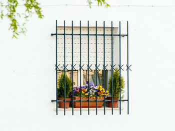 Flower plants outside house