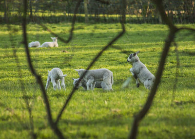 Sheep in a field, the peak district 