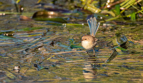 View of birds in lake