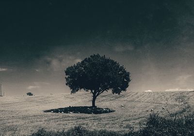 Tree in field against sky