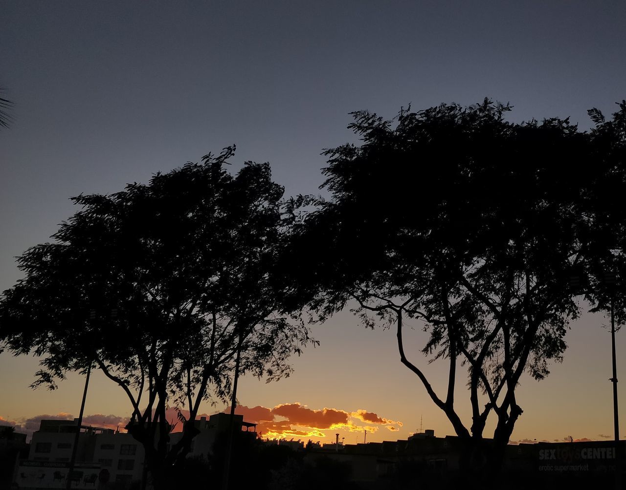 SILHOUETTE TREES AGAINST CLEAR SKY DURING SUNSET