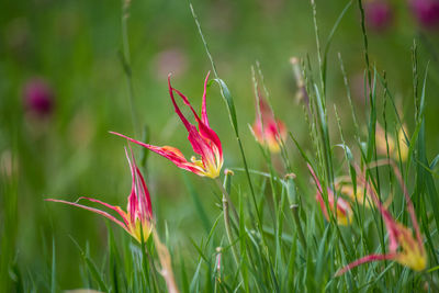 Close-up of pink flowering plant on land