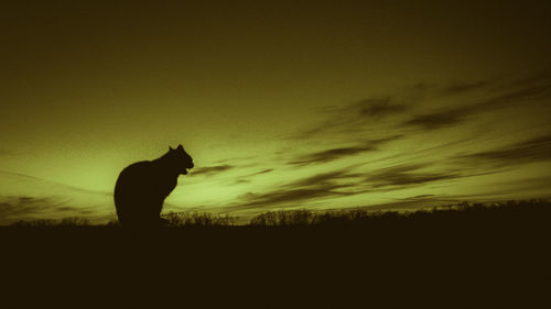 Silhouette of horse on field against sunset sky